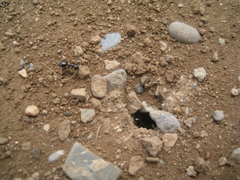 шоргоолжны үүр 