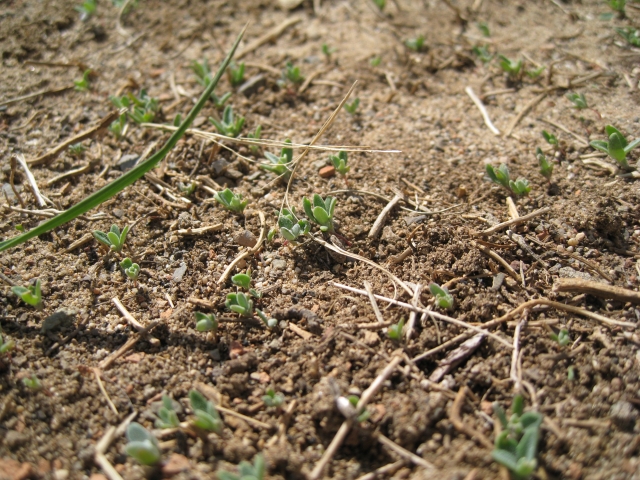 Амьдралын эхлэл